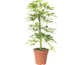 Arborele Umbrela Floraself Schefflera Arboricola 'nora' H 45-55 Cm Ghiveci Ø 13 Cm