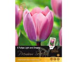 Bulbi De Lalele Premium Light/dreamy 11/12 5 Buc
