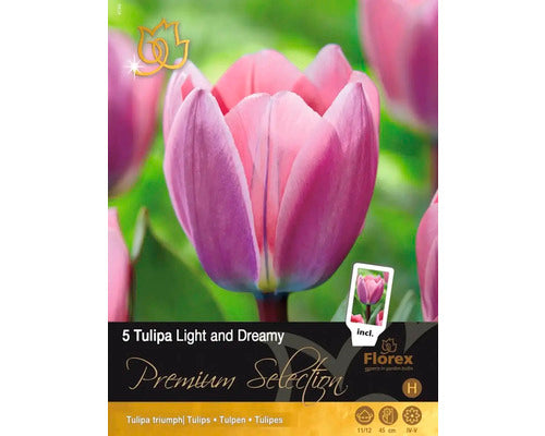 Bulbi De Lalele Premium Light/dreamy 11/12 5 Buc