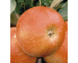 Bio Pom Fructifer Mar Pe Spalier Floraself Bio Malus Domestica 'elstar' H 80-100 Cm Co 5 L