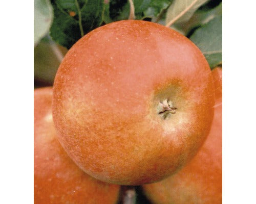 Bio Pom Fructifer Mar Pe Spalier Floraself Bio Malus Domestica 'elstar' H 80-100 Cm Co 5 L
