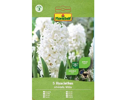 Bulbi Zambila Floraself Orientalis Albe 15/16 5 Buc