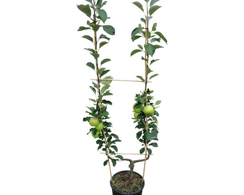 Bio Pom Fructifer Mar Floraself Bio Malus Domestica H 100-150 Cm Co 12 L