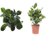 Planta Autograf Floraself Clusia Rosea Princess H 55-65 Cm Ghiveci Ø 17 Cm