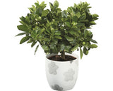 Calamondin Floraself Citrus Calamondin H 20-30 Cm Ghiveci Ø 15 Cm