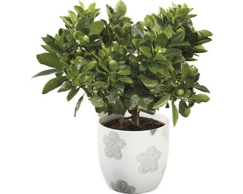 Calamondin Floraself Citrus Calamondin H 20-30 Cm Ghiveci Ø 15 Cm