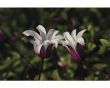Clematita Floraself Clematis Hybride H 50-70 Cm Co 2, 3 L