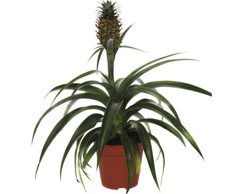 Ananas Floraself H 45-55 Cm Ghiveci Ø 12 Cm