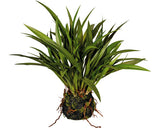 Planta Artificiala Iarba Miscanthus H 35 Cm Verde