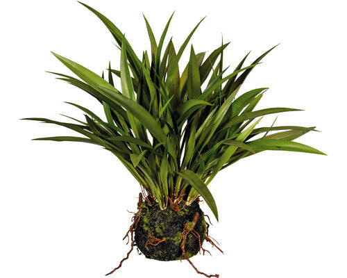 Planta Artificiala Iarba Miscanthus H 35 Cm Verde