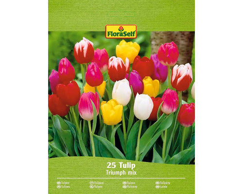 Bulbi De Lalele Floraself Triumph Mix 11/12 25 Buc