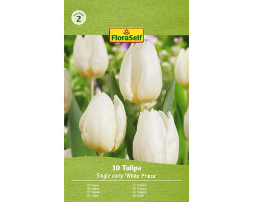 Bulbi De Lalele Floraself White Prince 11/12 10 Buc