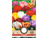 Bulbi De Lalele Mix Duble Late Selected 11/12 8 Buc