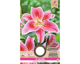 Bulbi De Crini Stargazer 14/16 3 Buc