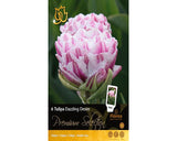 Bulbi De Lalele Premium Selection Dazzling Desire 6 Buc