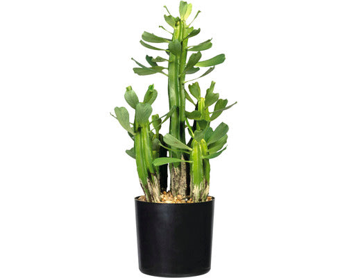 Planta Artificiala Euforbia In Ghiveci H 40 Cm Verde