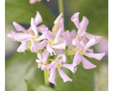 Iasomie Stelara Roz Floraself Trachelospermum Asiaticum 'pink Air' H 50-70 Cm Co 2, 3 L