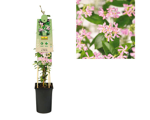 Iasomie Stelara Roz Floraself Trachelospermum Asiaticum 'pink Air' H 50-70 Cm Co 2, 3 L
