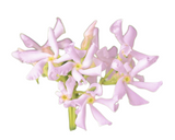 Iasomie Stelara Roz Floraself Trachelospermum Asiaticum 'pink Air' H 50-70 Cm Co 2, 3 L