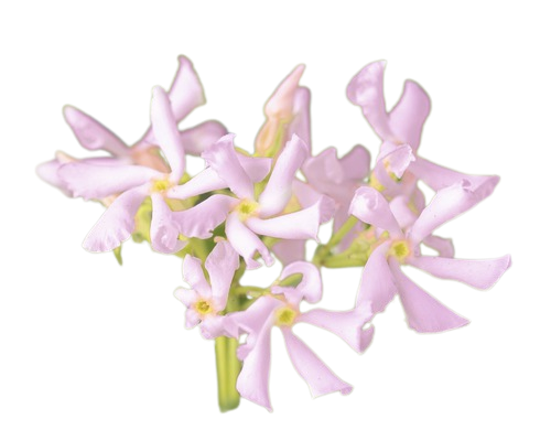 Iasomie Stelara Roz Floraself Trachelospermum Asiaticum 'pink Air' H 50-70 Cm Co 2, 3 L