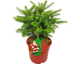Brad In Ghiveci Abies Koreana Molli H 30-40 Cm Co 3 L