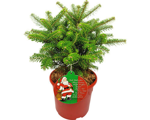 Brad In Ghiveci Abies Koreana Molli H 30-40 Cm Co 3 L