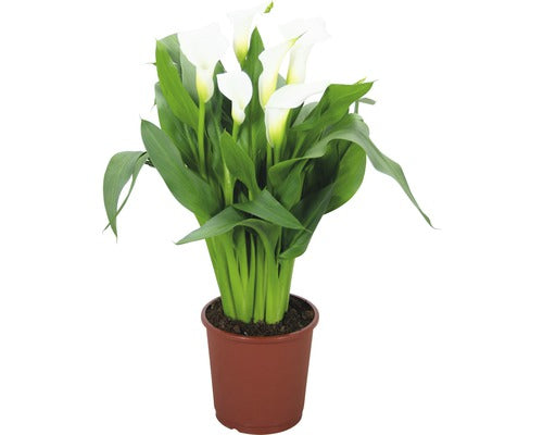 Cala Floraself Zantedeschia Aethiopica 'crystal Blush' H 40-50 Cm Ghiveci Ø 13 Cm Alba