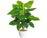 Planta Artificiala Philodendron In Ghiveci H 50 Cm Verde