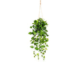 Planta Artificiala Philodendron Suspendat H 75 Cm Verde