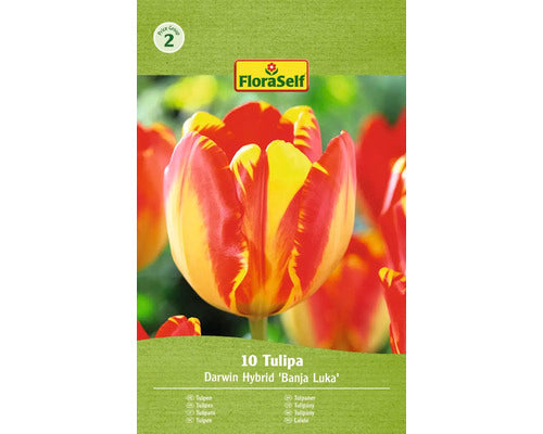 Bulbi De Lalele Floraself Banja Luka 11/12 10 Buc