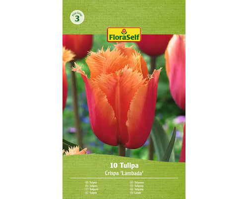 Bulbi De Lalele Floraself Lambada 11/12 10 Buc