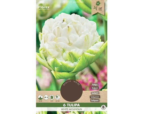 Bulbi De Lalele White Mountain 11/12 6 Buc