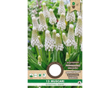 Bulbi De Flori Muscari Botryoides Album 5/6 15 Buc