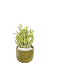 Bambus Norocos Floraself Lucky Bamboo H 20 Cm Ghiveci Ø 11 Cm