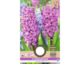 Bulbi Zambila Purple Star 15/16 5 Buc
