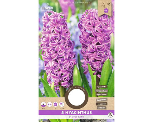 Bulbi Zambila Purple Star 15/16 5 Buc