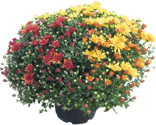 Crizantema Floraself Chrysantemum Indicum Party Trio Ghiveci Ø 20 Cm Diferite Culori