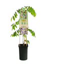 Butas Glicina Roz Floraself H 50-70 Cm Co 2, 3 L