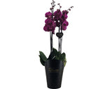 Orhidee Fluture Floraself Phalaenopsis Hybride H 70-80 Cm Ø 17 Cm, 4 Tije Diferite Culori