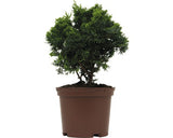 Chamaecyparis Nana Gracilis/ Chiparos Japonez, H 15-20 Cm, In Container
