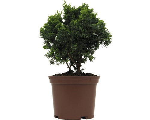 Chamaecyparis Nana Gracilis/ Chiparos Japonez, H 15-20 Cm, In Container