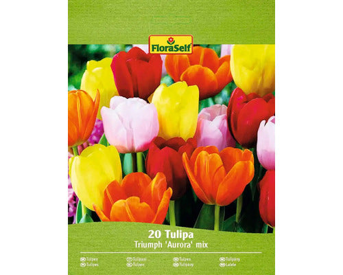 Bulbi De Lalele Floraself Aurora Mix 11/12 20 Buc
