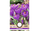 Bulbi De Flori Branduse Flower Record 8/9 10 Buc