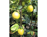 Bio Pom Fructifer Mar Columnar Floraself Bio Malus Domestica 'golden Gate' H 130-150 Cm Co 7, 5 L