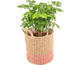 Cos Plante Lafiora Din Fibra Naturala 25x28x37 Cm Maro