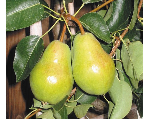 Bio Pom Fructifer Par Floraself Bio Pyrus Communis 'williams Christ' H 60-80 Cm Co 5 L