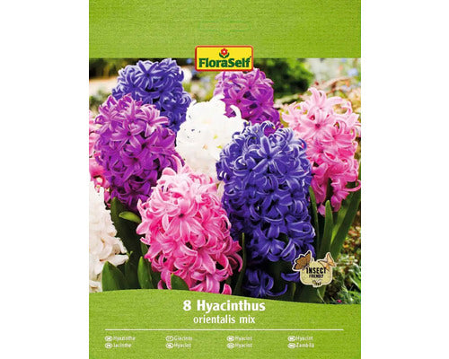 Bulbi Zambila Floraself Mix 14/15 8 Buc