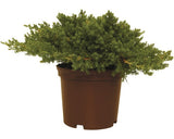 Ienupar Tarator Japonez Floraself Juniperus Procumbens 'nana' H 20-25 Cm Co 2 L