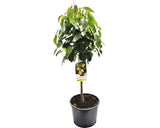 Bio Pom Fructifer Par Pitic Floraself Bio Pyrus Communis 'delsanne' H Ca. 60-80 Cm Co 7, 5 L
