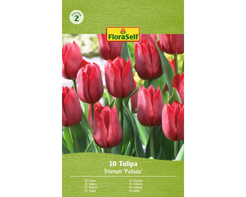 Bulbi De Lalele Floraself Pallada 11/12 10 Buc